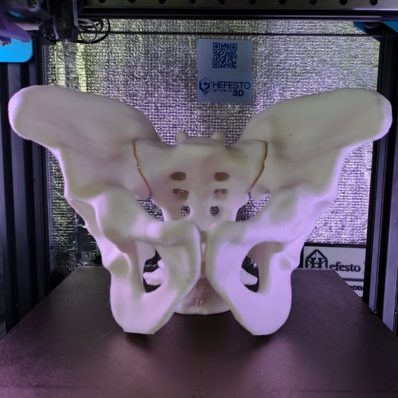 Pelvis completa — modelo físico 3D